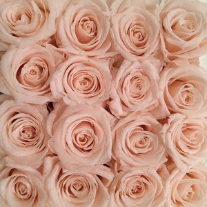 Meet your Posher, Cassandra